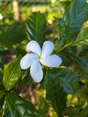 Tabernaemontana divaricata