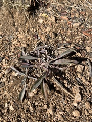 Penstemon secundiflorus
