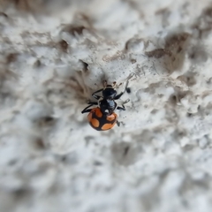 Eriopis chilensis