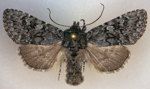 Lasionycta perplexa photo 3