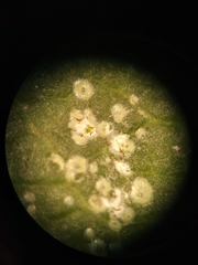 Aulaxina quadrangula