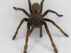 Proshapalopus multicuspidatus