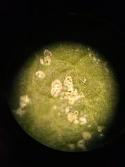 Aulaxina quadrangula