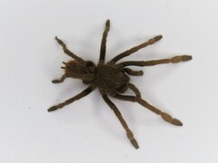 Proshapalopus multicuspidatus