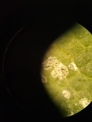 Aulaxina quadrangula