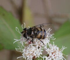 Copestylum avidum