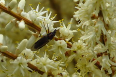 Dilophus nigrostigma