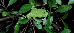 Chamaeleo chamaeleon chamaeleon