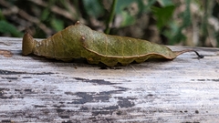 Archaeoprepona demophon