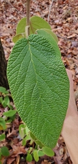 Viburnum rhytidophyllum