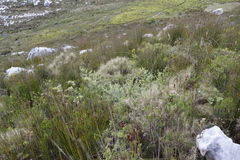 Asparagus rubicundus