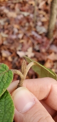 Viburnum rhytidophyllum