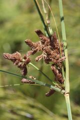 Cyperus thunbergii