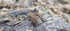 Diplodactylidae