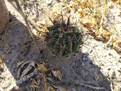Ferocactus townsendianus