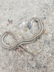 Tropidoclonion lineatum