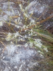 Polygonella polygama