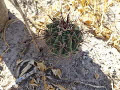 Ferocactus townsendianus
