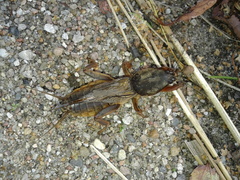Gryllotalpa gryllotalpa