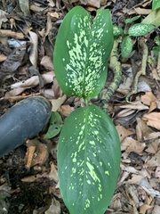 Dieffenbachia