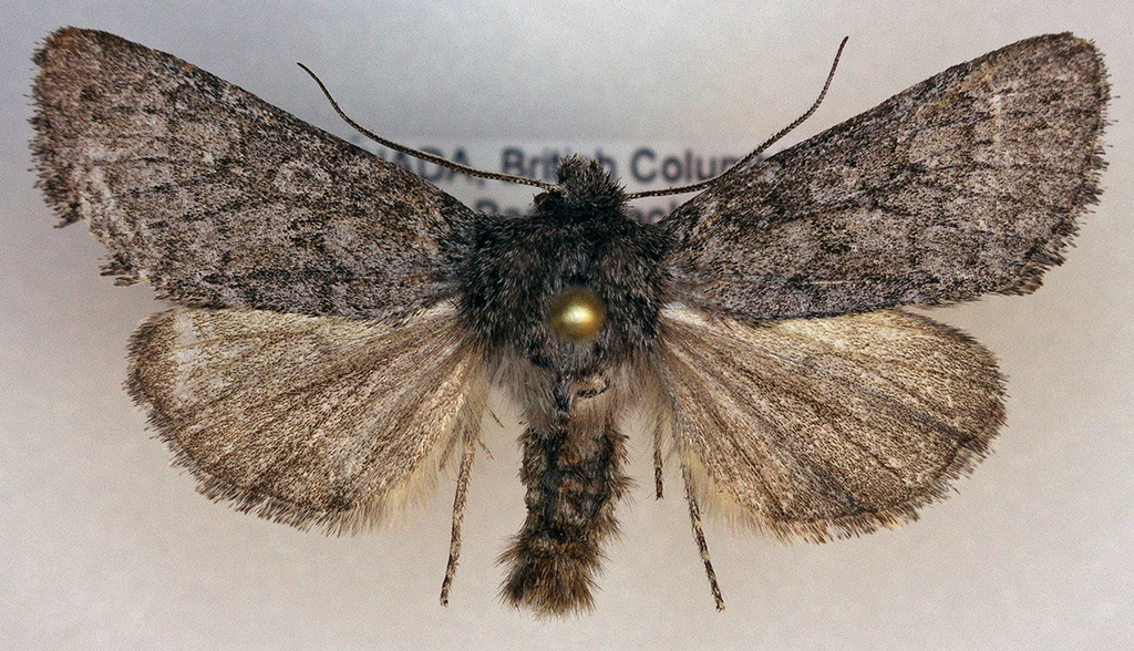 Lasionycta perplexella