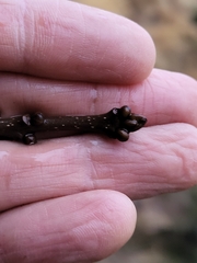 Fraxinus angustifolia
