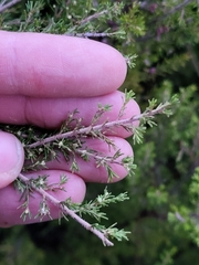 Erica arborea