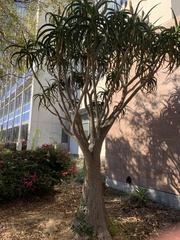 Aloidendron barberae