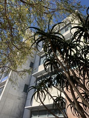 Aloidendron barberae