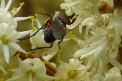 Dilophus nigrostigma