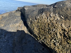 Galeolaria caespitosa