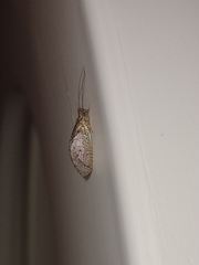 Nusalala tessellata
