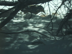 Aphelocoma woodhouseii