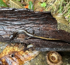 Plethodon dunni