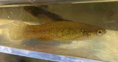 Fundulus chrysotus