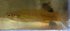 Fundulus chrysotus