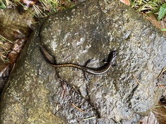 Plethodon dunni