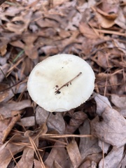 Amanita bisporigera