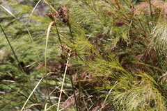 Cyperus thunbergii