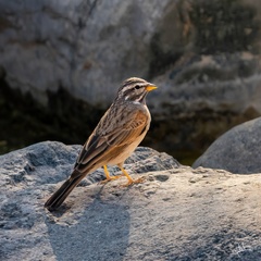 Emberiza striolata