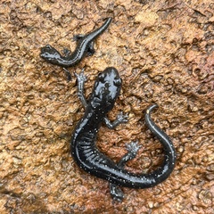 Aneides klamathensis