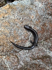Plethodon elongatus
