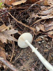 Amanita bisporigera