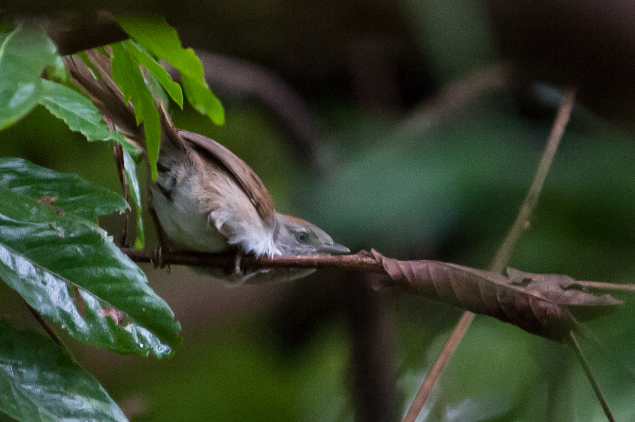 Rio Orinoco Spinetail illustration