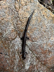 Plethodon elongatus