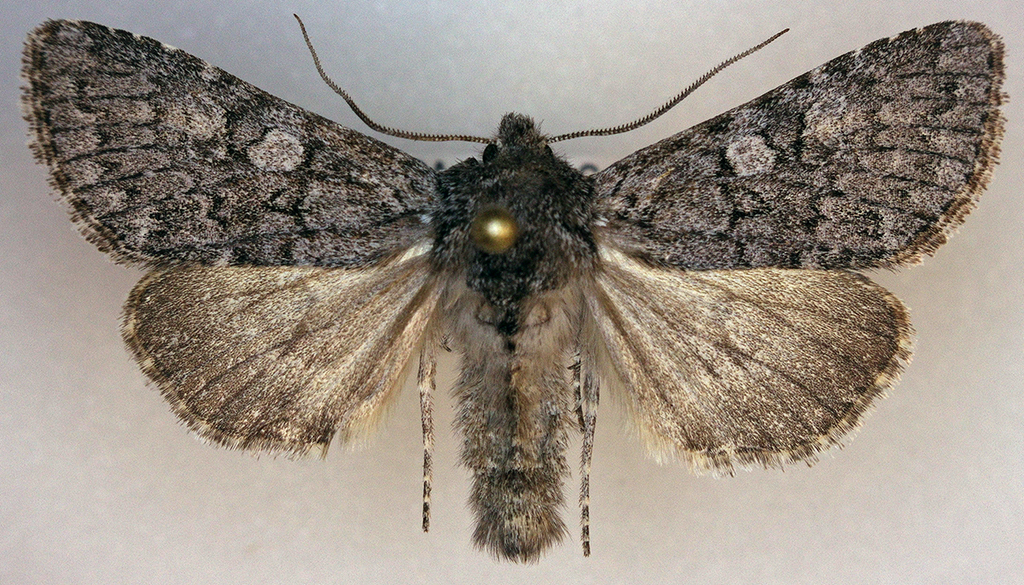 Lasionycta subfuscula