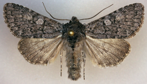Lasionycta subfuscula