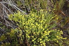 Chrysocoma coma-aurea