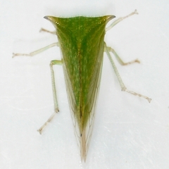 Stictocephala