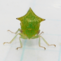 Stictocephala